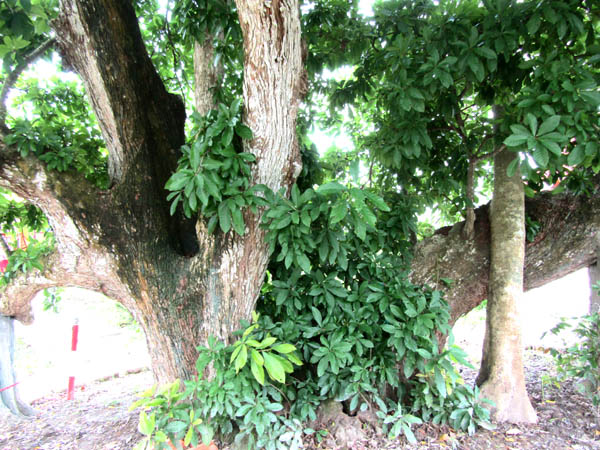 Vì[-]sao[-]Cây[-]Lộc[-]vừng[-]ở[-]Hậu[-]Giang[-]chưa[-]được[-]nhận[-]danh[-]hiệu[-]Cây[-]Di[-]sản[-]Việt[-]Nam?